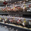 2017 Hot Sale 96 Birds Chicken Layer Cage nas Filipinas